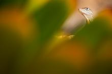 ~ Anolis lineatus ~