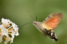 Taubenschwänzchen