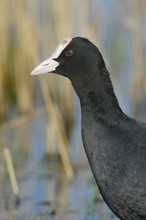 Blässhuhn (fulica atra)