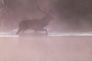 Wasserbrunft beim Rotwild