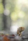 Die Freundlichkeit des Herbstes