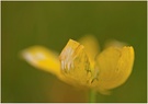 ~ Sommerträume ~
