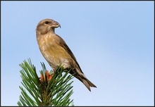 Fichtenkreuzschnabel (Loxia curvirostra) - Noch ein Portrait eines weiblichen Altvogels