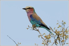 Gabelracke (Coracias caudata)