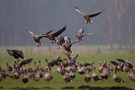 Landende Blessgänse