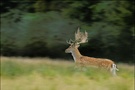 Damhirsch auf der Flucht ( Cervus dama )