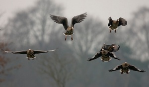 Landende Blessgänse 2