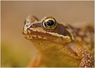 Moorfrosch (Rana arvalis)