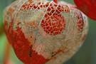 Physalis alkekengi