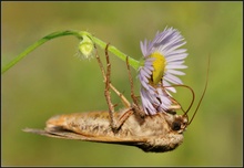 Karden-Sonneneule (Heliothis viriplaca)