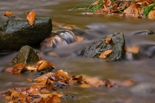 Herbst im Buchenwald II