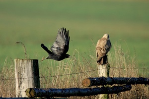 Saatkrähe und Mäusebussard