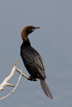 Zwergscharbe, Phalacrocorax pygmeus, Pygmy Cormorant