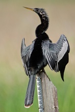 Schlangenhalsvogel, Anhinga anhinga, Anhinga