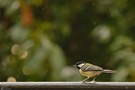 Kohlmeise (Parus major)