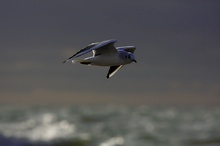 Lachmöwe im stürmischen Wind