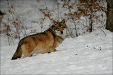 Wolf im Schnee