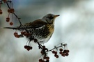 Wacholderdrossel - Turdus pilaris