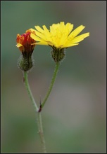 Herbstblüten Teil 3: Habichtskraut