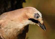 Konzentrierter Blick