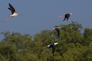 Ein Flug Stelzen...