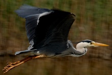 Graureiher im Flug