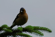 Buchfink - Fringilla coelebs