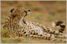 Gepard (Acinonyx jubatus)