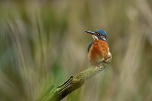 Eisvogel