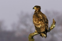 Junger Seeadler