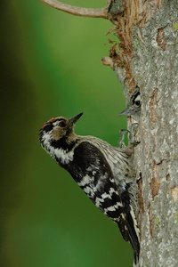 Kleinspecht Männchen mit weiblichem Jungvogel