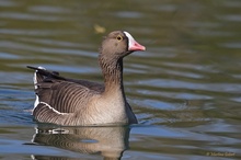 Eine hübsche Gans! - Zwerggans (Anser erythropus)