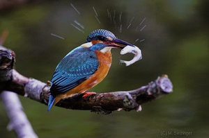 Fliegender Edelstein mit Gloreole