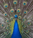 Pfau