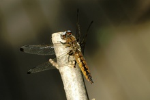 Spitzfleck - Libellula fulva