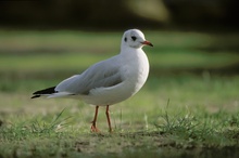 Lachmöwe im Winterkleid