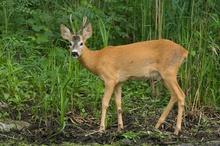 Rehbock im Auwald