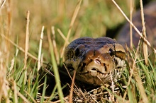 African Rock Python - ND