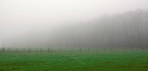 Waldrand verschwindet im Nebel