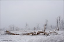 Winter in der Lobau