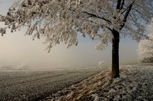 Landschaft im Raureif-Nebel