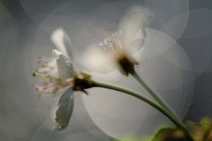 Kirschblüten am Bach