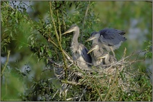 Nesthocker... Graureiher *Ardea cinerea*