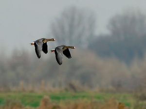 Bläßgans (Anser albifrons)