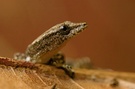 Kugelfingergecko (Sphaerodactylus millepunctatus)