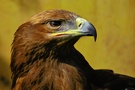 Steppenadler, (Aquila nipalensis)