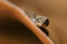 Kuelgfingergecko (Sphaerodactylus millepunctatus) II