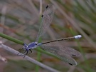 Dunkle Binsenjungfer (Lestes macrostigma)