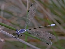 Dunkle Binsenjungfer (Lestes macrostigma)