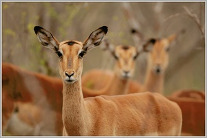 Schwarznasenimpala (Aepyceros melampus petersi)